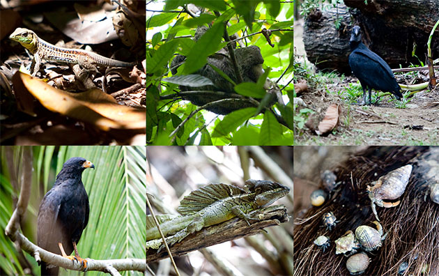 Mô hình thành công của công tác bảo tồn đa dạng sinh học tại Costa Rica